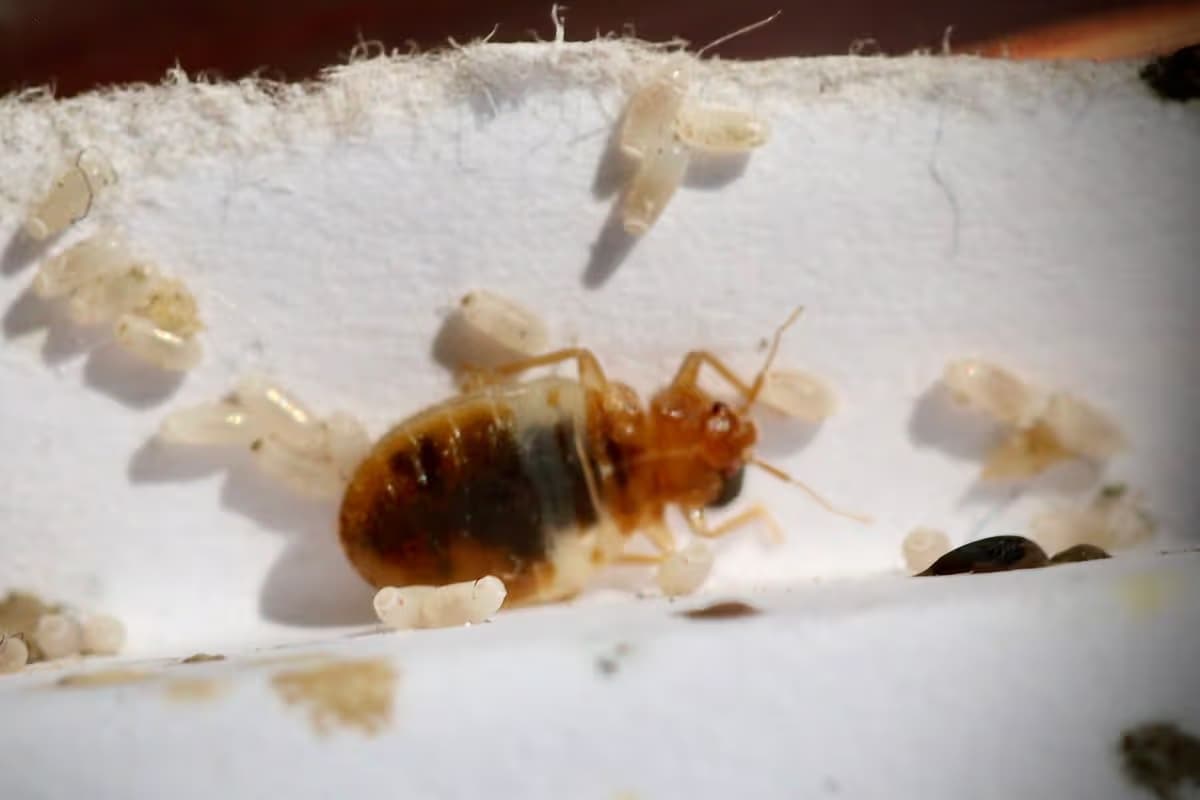 Professional Bed Bug Extermination Services for Total Relief
