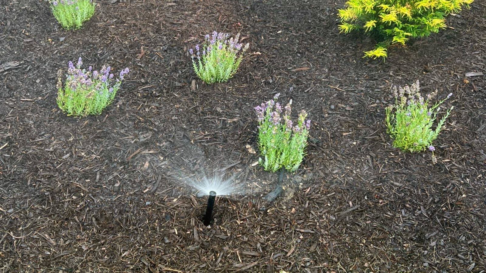 Best lProfessional Irrigation Services in Euless, TX for Residential &amp; Commercial Needs