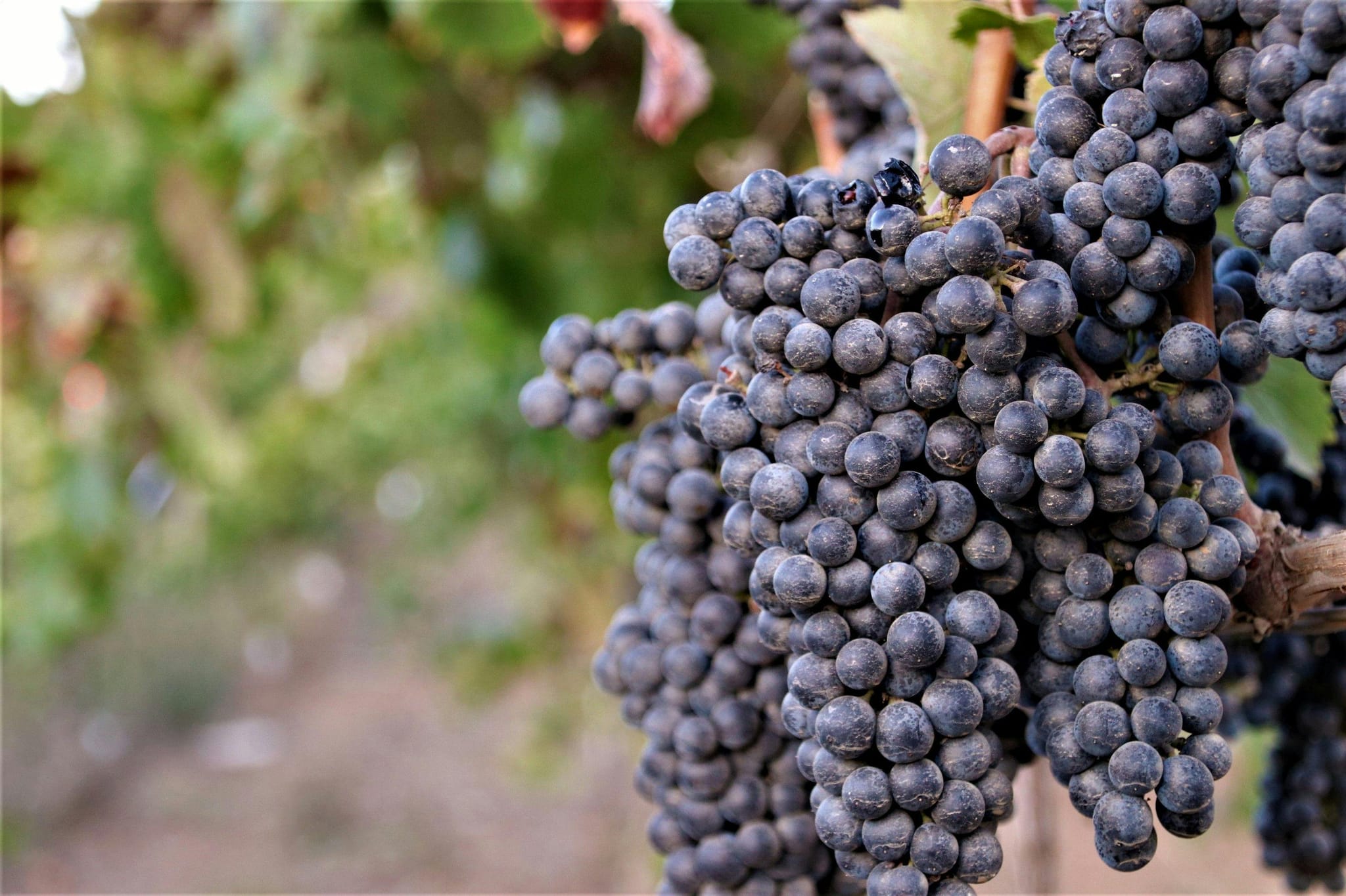 Sacramento Delta wine tours for Scenic Vineyard Adventures