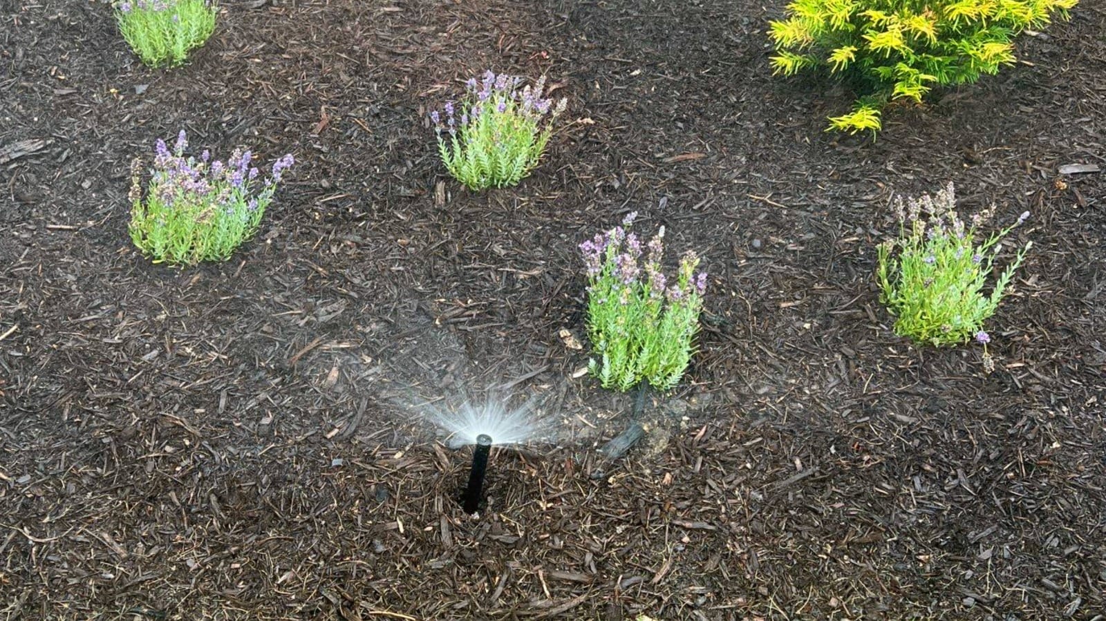 Best lProfessional Irrigation Services in Euless, TX for Residential & Commercial Needs